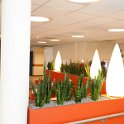 sanseveria (1 van 1)